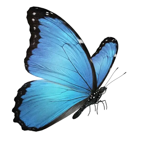 O Significado da Borboleta Azul